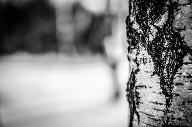 brzoza sfotografowana zimą