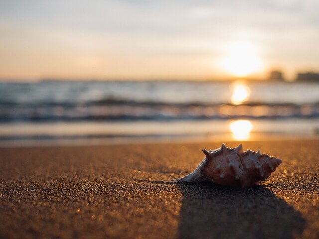 muszla na plaży