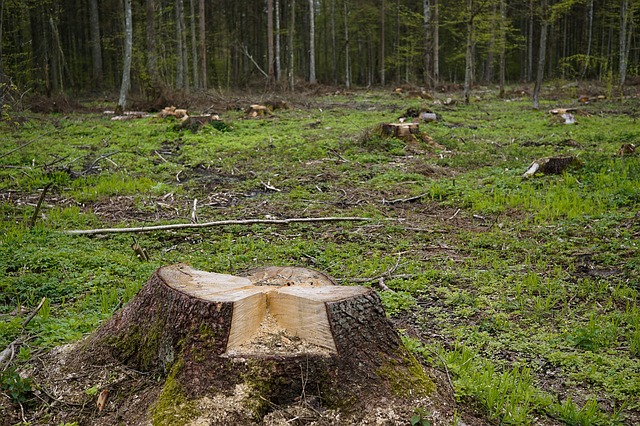 ścięte drzewa